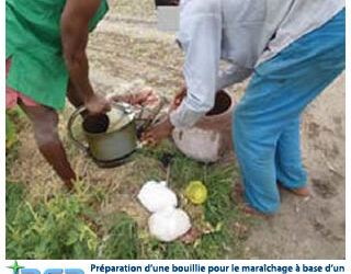 Lutte intégrée contre le paludisme à base de pratiques agricoles innovantes en Afrique de l’Ouest » CRDI (2011-2013)